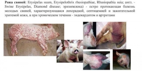 Uzročnik erizipela kod svinja